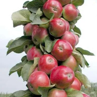 Купить яблоня колоновидная \"московское ожерелье\" с доставкой по Минску и  Беларуси - Zelensad