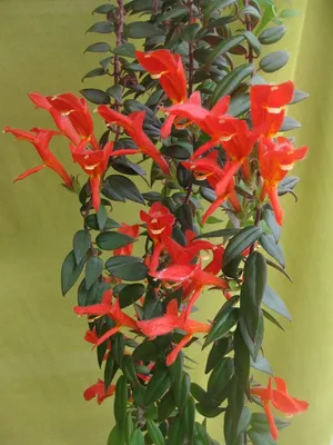 Columnea arguta - Alinaflowers