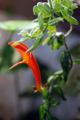 Columnea cv. Broget Stavanger | Flowers, Plants, Garden