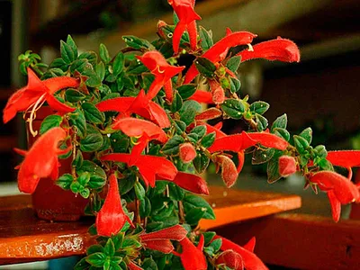 Колумнея гибридная - Колумнея - Красивоцветущие растения - Комнатные  растения - GreenInfo.ru