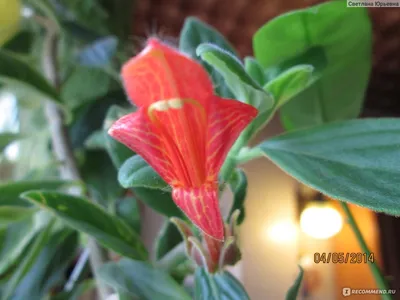 Колумнея Линеарис-Columnea linearis - Land Flowers