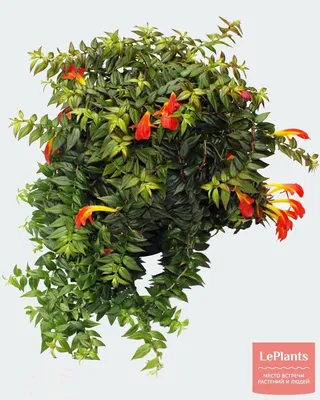 Изящество Колумнеи: впечатляющие снимки растений
