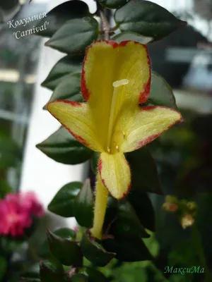 Фото Колумнеи: цветочное совершенство на каждом кадре