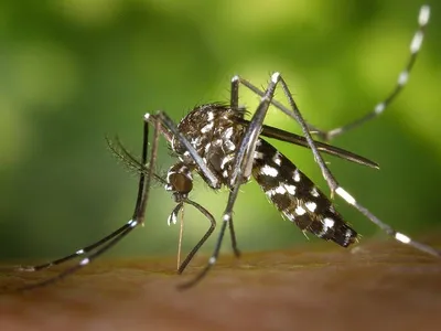 Вызывающий тропические лихорадки комар поселился в Париже