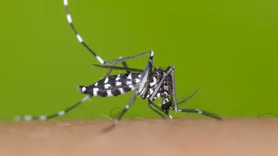 Тигровые комары заполонили Европу. Чем они опасны и как с ними бороться |  РБК Life