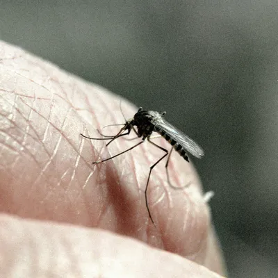 Какие опасные комары обитают в России: ответ эксперта