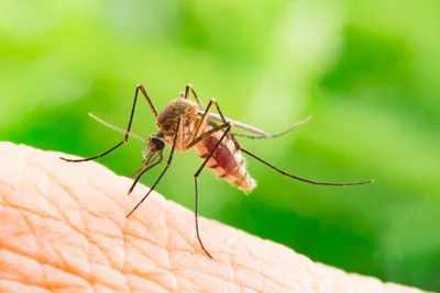 Тигровый комар - Лечение и профилактика чумы -