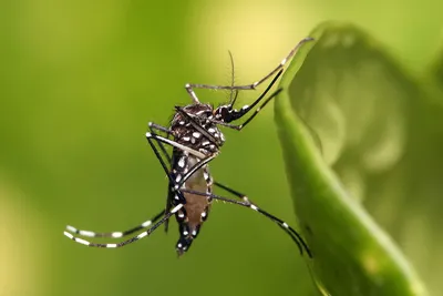 Почему комары кусают людей? - Телеканал «Моя Планета»