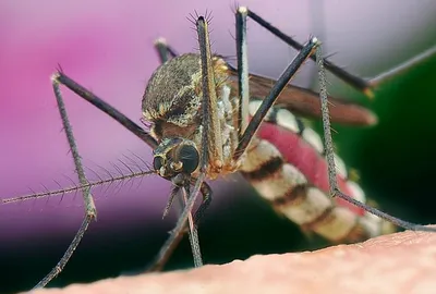 Стало известно, каких людей чаще всего кусают комары - Газета.Ru | Новости