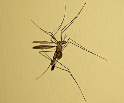 На Кипре обнаружен опасный комар по кличке Тигр - Новости Кипра