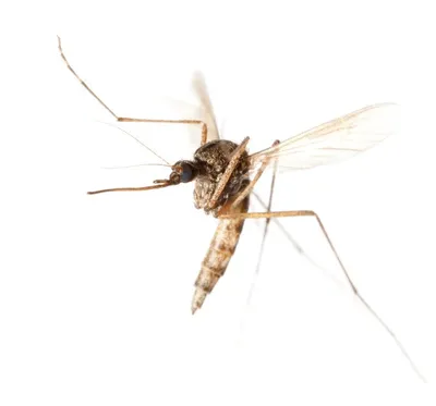 A mosquito that is sitting on a wall. Komarzyca komar mosquito. - PICRYL -  Public Domain Media Search Engine Public Domain Search