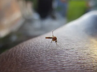 Осторожно, тигровый комар | Euronews