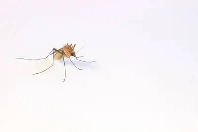 Комар: карточка Домана | скачать или распечатать