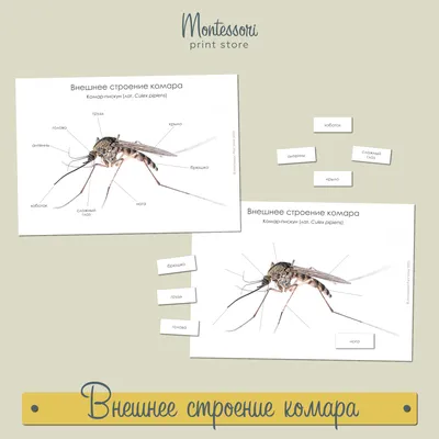 Как защищаться от комаров: средства защиты, опасность, кого чаще кусают