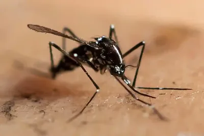 kupusni komar, Kotari | kupusni komar (tipula oleracea) | Flickr