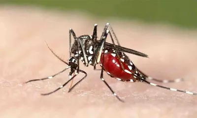 Как Выглядит Малярийный Комар - Марафет