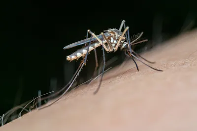 Азиатский тигровый комар продолжает распространяться в Европе