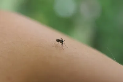 Тигровый комар появился в кантоне Во