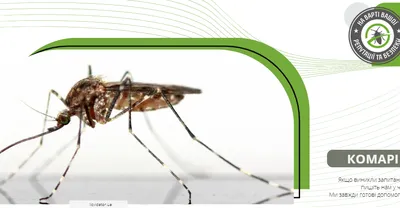 Комар Aedes Сосет Кровь На Коже Человека — стоковые фотографии и другие  картинки Комар - Комар, Лихорадка денге, Малярия - iStock