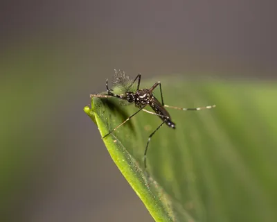 Макро-фотография комара профиля в доме Стоковое Фото - изображение  насчитывающей макрос, биохимии: 164565928