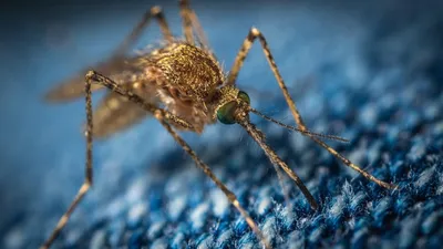 Комар-пискун или комар обыкновенный (Culex pipiens). Самка комара  питающаяся кровью на теле человека Stock Photo | Adobe Stock