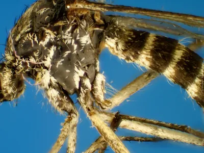 Азиатский тигровый комар. Как маленькое насекомое стало большой проблемой в  Краснодарском крае | Дикий Юг - природа Юга России | Дзен
