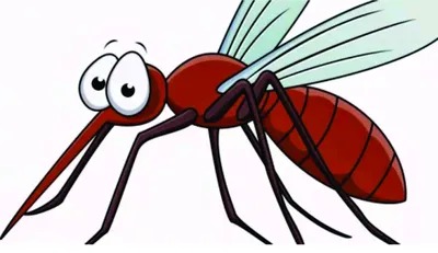 ᐅ Где зимуют комары, как долго длиться спячка комара, активная стадия  жизненного цикла комаров весной и летом
