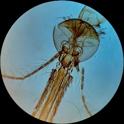 Пуганый комар пестицида боится | Наука и жизнь