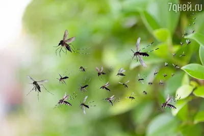 Комары любят больше эту группу крови - ученые | РБК Украина