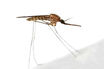 Мультяшный комар - 67 фото