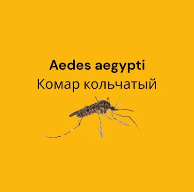 В Одессе заметили опасного комара — переносчика вирусов | Новости Одессы