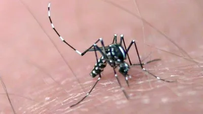 Биологи выяснили, что малярийные комары попали в Европу через Сибирь -  Газета.Ru | Новости