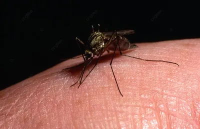 Комар обыкновенный (Culex pipiens) - Picture Insect