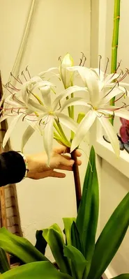 Белый ароматный кринум, комнатная лилия семейства амариллис: 130 грн. -  Комнатные растения Кременище на Olx