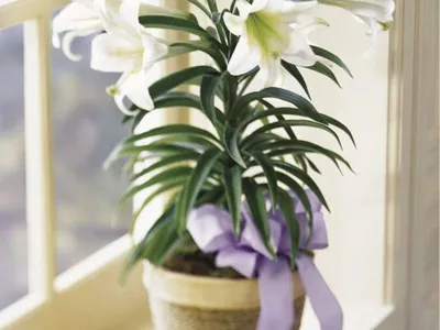Комнатная азиатская лилия – уход за растениями от «Серисса»