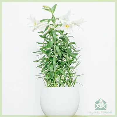 Белая лилия: описание и лечебные свойства, виды и сорта с фото + выращиваем  цветок в открытом грунте и на подоконнике