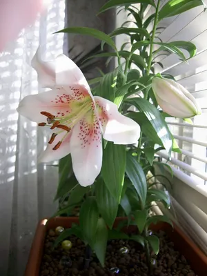 Горшечная лилия белая - купить цветущее комнатное растение - STEKJESBREF.NL