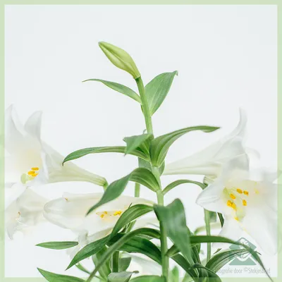 Комнатная белая лилия Кринум Луковицы семейства амариллис, гиппеаструм: 90  грн. - Комнатные растения Кременище на Olx