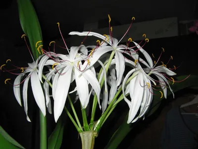 Амарилісові, кринум комнатная белая лилия обмен на садовые цветы или: Обмен  - Комнатные растения Кременище на Olx