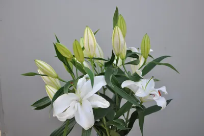 Купить «Лилия махровая белая» с доставкой в Туле - «Марта»