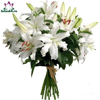 Купить Лилия белая в Димитровграде за 350 руб. | Быстрая доставка цветов