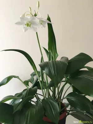 Горшечная лилия белая - купить цветущее комнатное растение - STEKJESBREF.NL