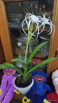 Кливия киноварная - Кливия - Красивоцветущие растения - Комнатные растения  - GreenInfo.ru