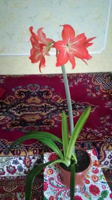 Эухарис — Википедия