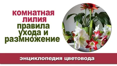 Белый ароматный кринум, комнатная лилия семейства амариллис: 130 грн. -  Комнатные растения Кременище на Olx