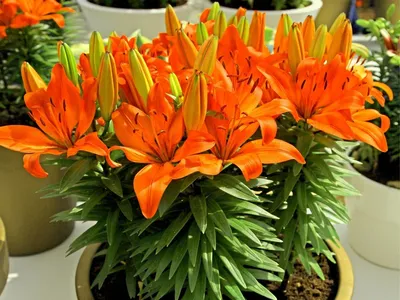 Комнатная лилия (Lilium). Купить в Киеве с доставкой