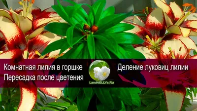 ЛИЛИЯ КОМНАТНАЯ D17 H50 – купить за с доставкой в Сургуте. Фото, цена,  отзывы!