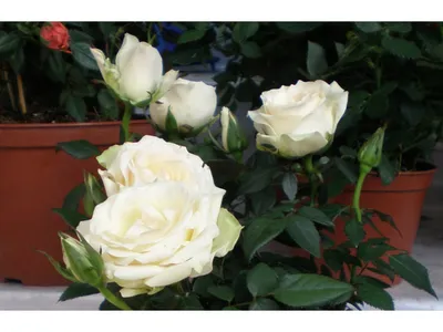 Растение комнатное Роза Кордана 30 см - характеристики и описание на  Мегамаркет
