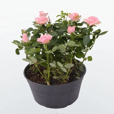 Роза Кордана Розовая - цена, купить комнатные растения с доставкой в Москве  - магазин ПРОСТОЦВЕТЫ