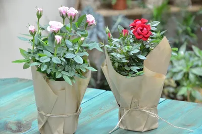 Комнатные цветы розы - блог Florina Харьков